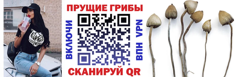hydra ссылки  Назрань  Галлюциногенные грибы Psilocybine cubensis 